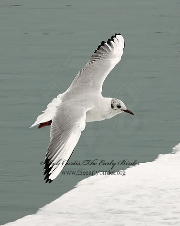 Chroicocephalus ridibundus  BLACK-HEADED GULL 6021087z