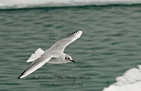 Chroicocephalus ridibundus  BLACK-HEADED GULL 6021076z