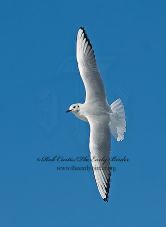 Chroicocephalus ridibundus  BLACK-HEADED GULL 6021133z