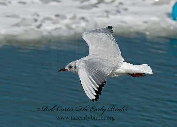 Chroicocephalus ridibundus  BLACK-HEADED GULL 6021097z