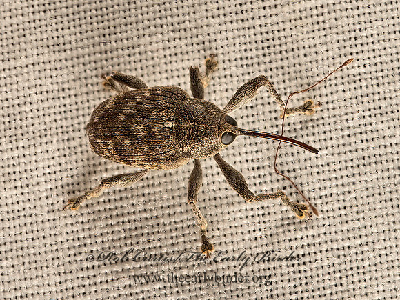 Curculio  WEEVIL 9052229z