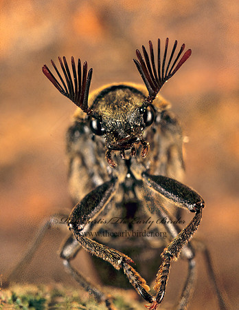Sandalus petrophya  CEDAR BEETLE 278034z