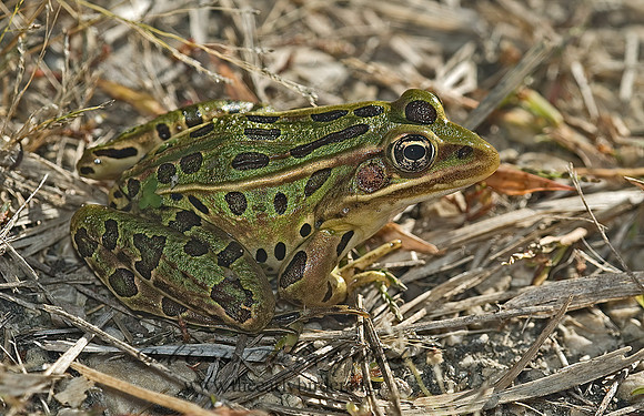 Lithobates pipiens  NORTHERN LEOPARD FROG 5002511 z