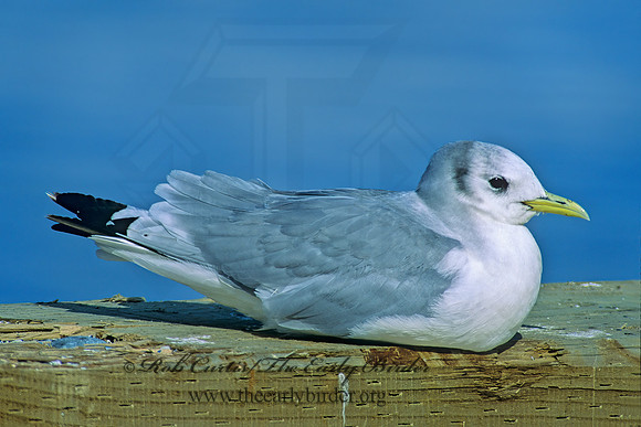 Rissa tridactyla  BLACK-LEGGED KITTIWAKE 219208z