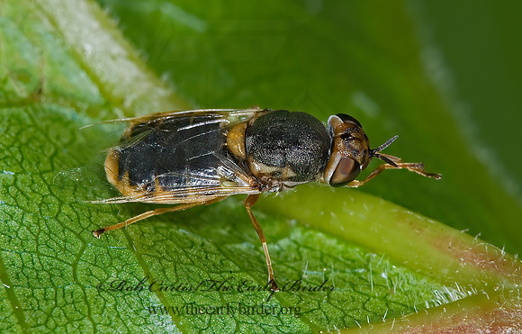 Hedriodiscus vertebratus  SOLDIER FLY 6008416z
