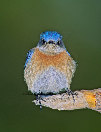 Sialia mexicana  WESTERN BLUEBIRD 122026z