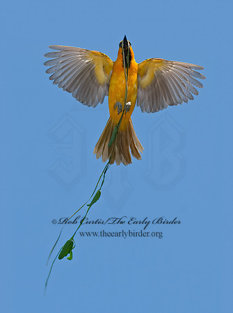 Icterus gularis  ALTAMIRA ORIOLE 7005510z