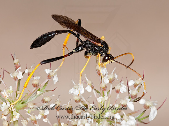 Acroricnus stylator aequatus 3010123z
