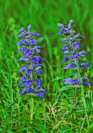 Lobelia siphilitica  GREAT BLUE LOBELIA 289131z