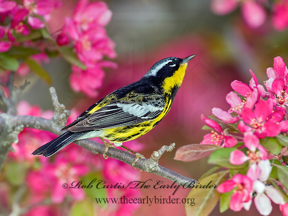 Setophaga magnolia  MAGNOLIA WARBLER 4000539 z