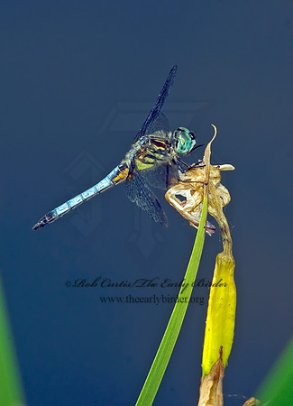 Pachydiplax longipennis BLUE DASHER 8015075