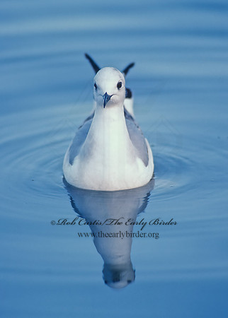 Chroicocephalus philadelphia  BONAPARTE'S GULL 109421z