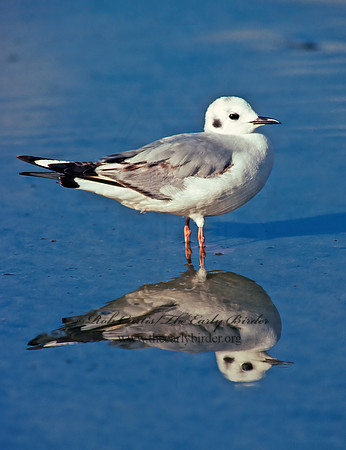 Chroicocephalus philadelphia  BONAPARTE'S GULL 109404z