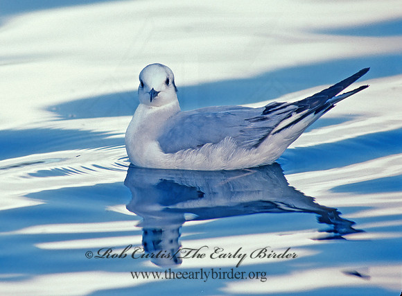 Chroicocephalus philadelphia  BONAPARTE'S GULL 109425z