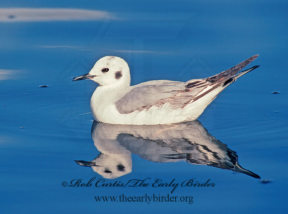 Chroicocephalus philadelphia  BONAPARTE'S GULL 109419z