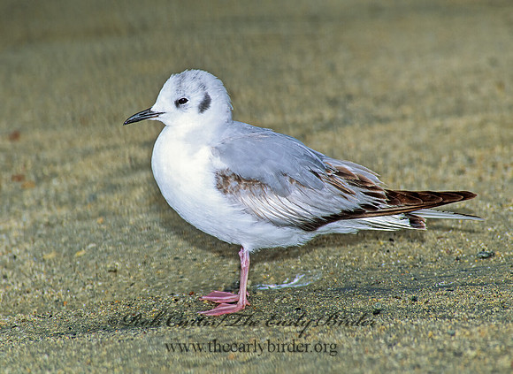 Chroicocephalus philadelphia  BONAPARTE'S GULL 106119z