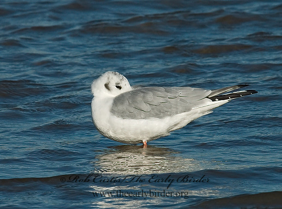 Chroicocephalus philadelphia  BONAPARTE'S GULL 6028213z
