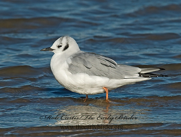 Chroicocephalus philadelphia  BONAPARTE'S GULL 6028215z