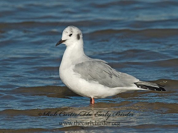 Chroicocephalus philadelphia  BONAPARTE'S GULL 6028219z