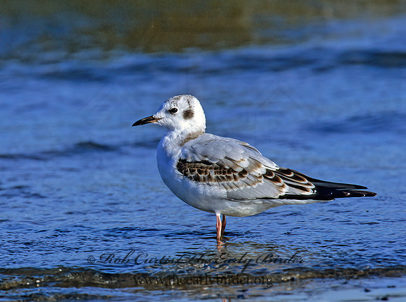 Chroicocephalus philadelphia  BONAPARTE'S GULL 1286421z