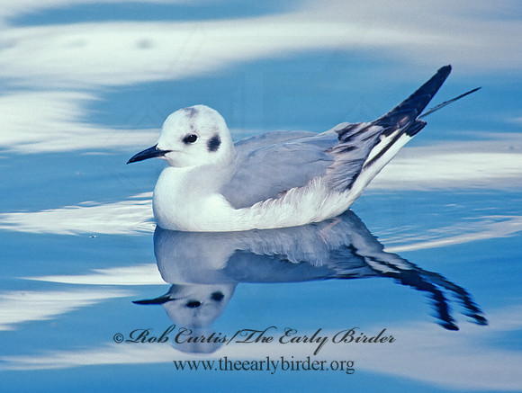 Chroicocephalus philadelphia  BONAPARTE'S GULL 109426z