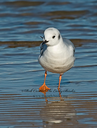 Chroicocephalus philadelphia  BONAPARTE'S GULL 6028222z