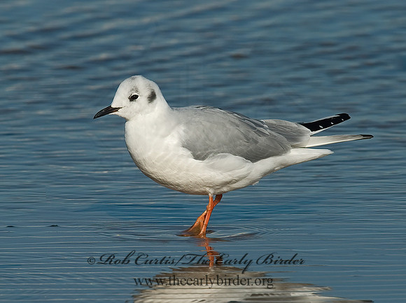 Chroicocephalus philadelphia  BONAPARTE'S GULL 6028221z