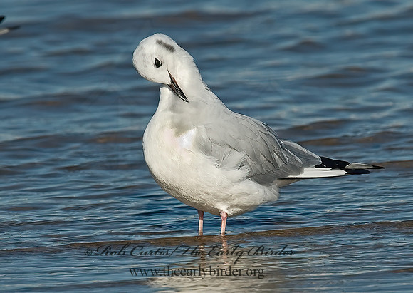 Chroicocephalus philadelphia  BONAPARTE'S GULL 6028226z