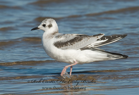 Chroicocephalus philadelphia  BONAPARTE'S GULL 6028231z