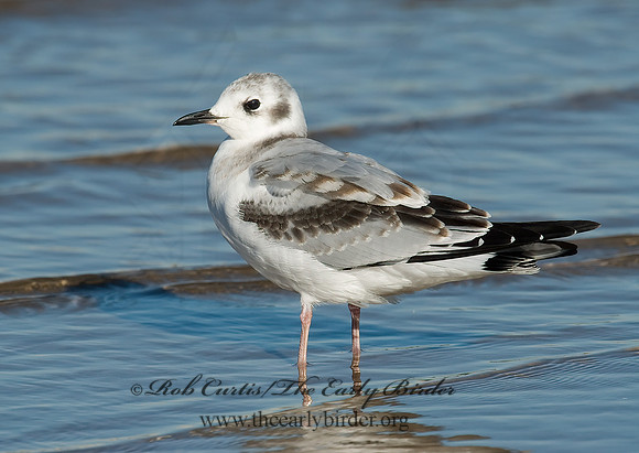 Chroicocephalus philadelphia  BONAPARTE'S GULL 6028233z