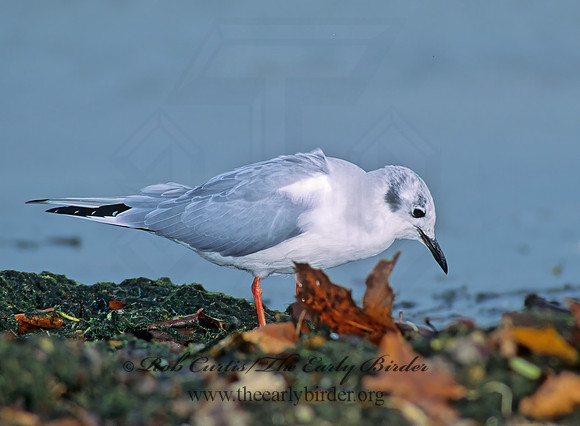 Chroicocephalus philadelphia  BONAPARTE'S GULL 83212z