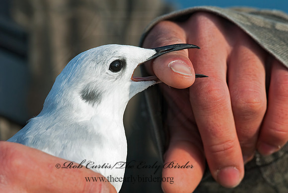 Chroicocephalus philadelphia  BONAPARTE'S GULL 7017905z