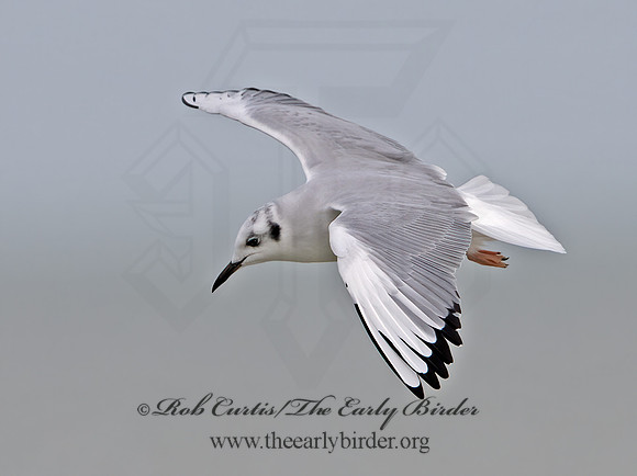 Chroicocephalus philadelphia  BONAPARTE'S GULL 1307971z
