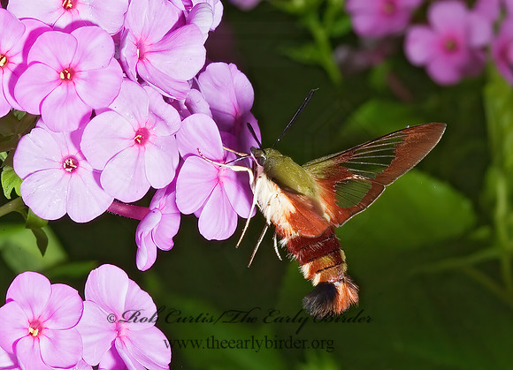 Hemaris thysbe  HUMMINGBIRD CLEARWING MOTH 5012105z