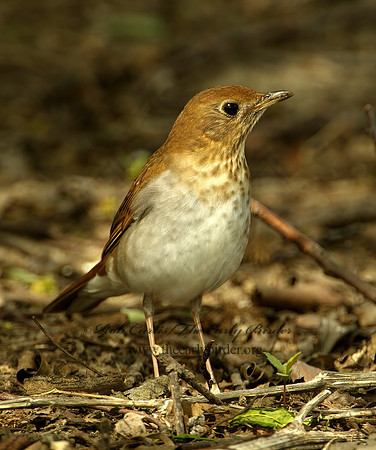Catharus fuscescens  VEERY 4000227_1z