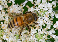 Apis mellifera WESTERN HONEYBEE 6011064z
