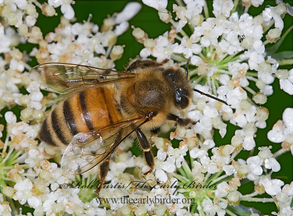 Apis mellifera  WESTERN HONEYBEE 6011064z