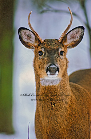 Odocoileus virginianus  WHITE-TAILED DEER 64616z