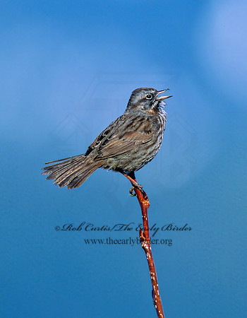 Melospiza melodia  SONG SPARROW 219134z