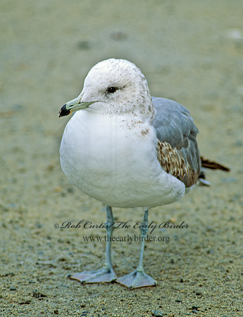 Larus californicus  CALIFORNIA GULL 106027z