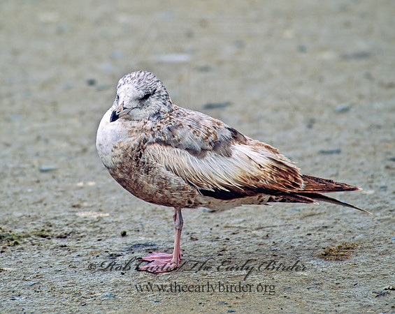 Larus californicus  CALIFORNIA GULL 106026z
