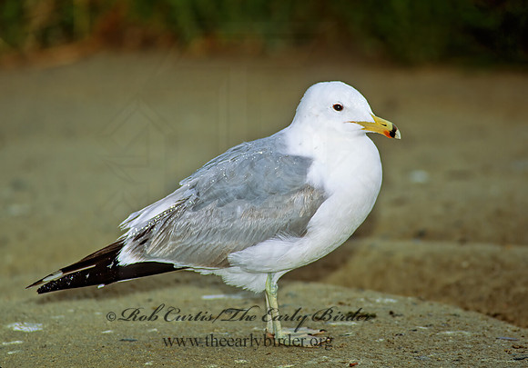 Larus californicus  CALIFORNIA GULL 106029z