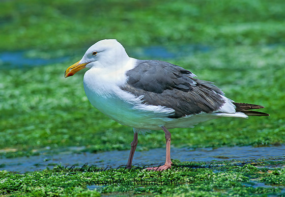 Larus californicus  CALIFORNIA GULL 107824z