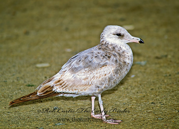 Larus californicus  CALIFORNIA GULL 106212z