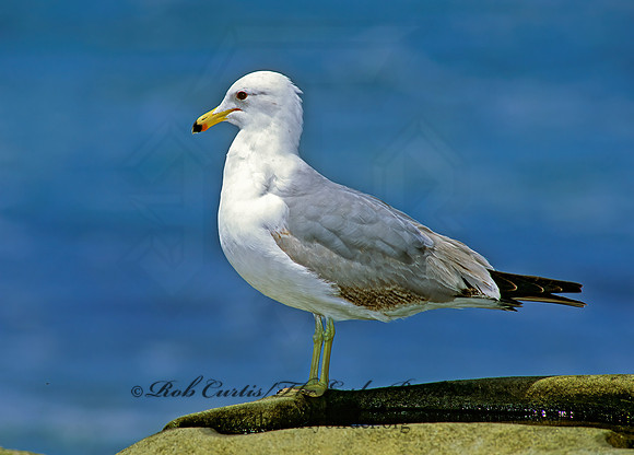 Larus californicus  CALIFORNIA GULL 107820z