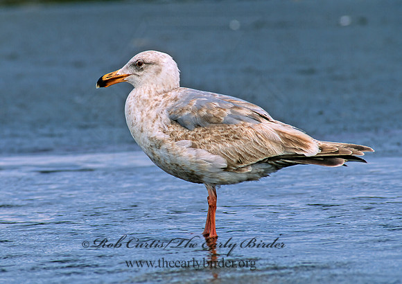 Larus californicus  CALIFORNIA GULL 145803z