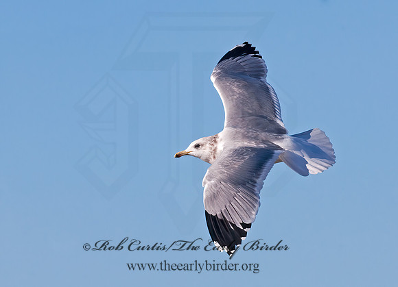 Larus californicus  CALIFORNIA GULL 7017428z