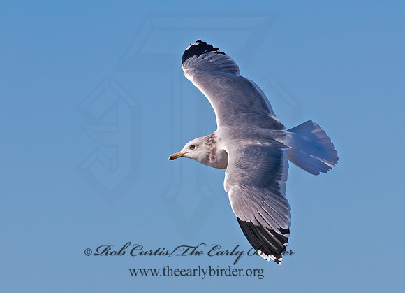Larus californicus  CALIFORNIA GULL 7017429z