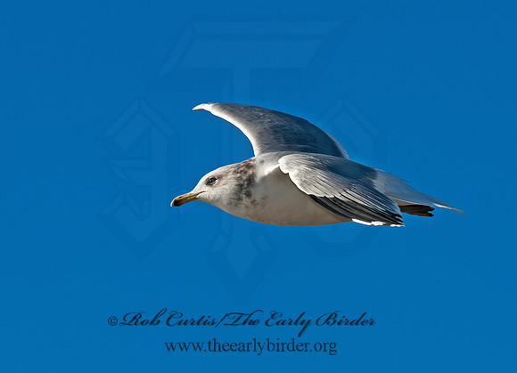 Larus californicus  CALIFORNIA GULL 7017430z