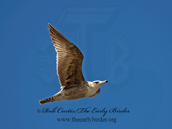 Larus californicus  CALIFORNIA GULL 9055318z